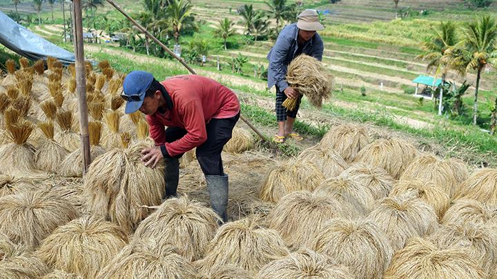 Sawah Padi di Desa Tempang Tiga